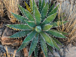 Sazenice Agave xylonacantha 'Blue' velikost růžice 3-4 cm