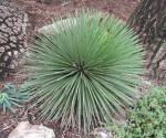 Sazenice Agave stricta výška růžice 3-4 cm