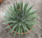 Sazenice Agave schidigera velikost růžice cca 3-4 cm