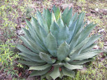 Sazenice Agave maximiliana růžice 4-6 cm ♣ Balení obsahuje 5 sazenic velikosti 4-6 cm