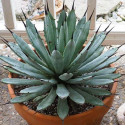 Sazenice Agave macroacantha růžice 3-5cm ♣ Balení obsahuje 5 sazenic o velikosti 3-5cm