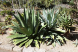 Sazenice Agave salmiana subs. salmiana růžice 3-5 cm ♣ Balení obsahuje 5 sazenic o velikosti 3-5cm