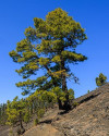 Borovice Kanárská - Pinus canariens...