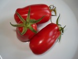 Rajče San Marzano Nano ♣ Balení obsahuje 100 g