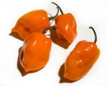 Chilli Habanero Orange Balení obsahuje 10 semen