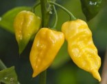 Chilli Habanero Limon Balení obsahuje 10 semen