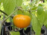 Chilli Rocoto Orange  Balení obsahuje 10 semen